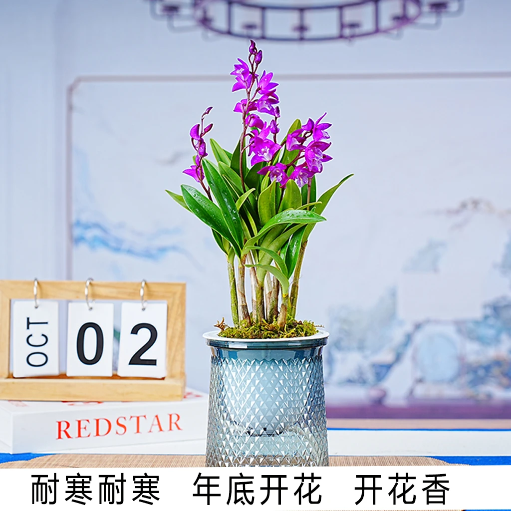 七彩香水石斛兰水培浓香型冬季春节期间开花 室内花卉办公室中式