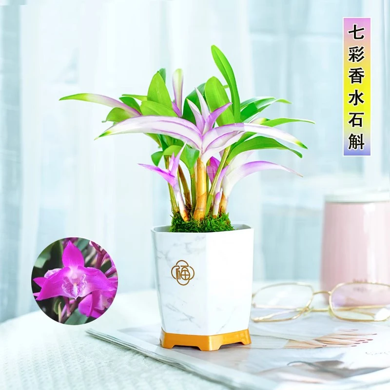 七彩香水石斛兰花四季好养绿植浓香型吸甲醛懒人成品绿植净化空气