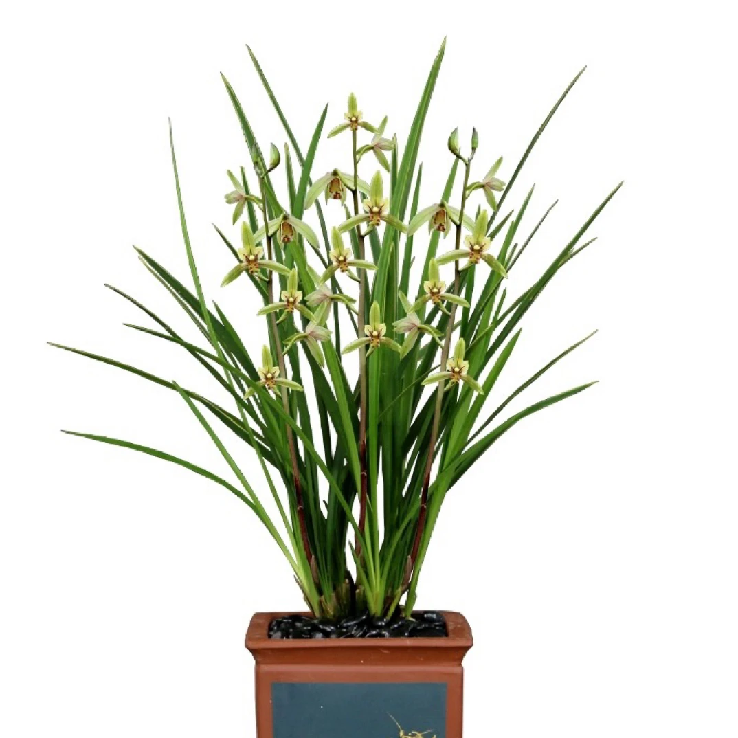 金边精品剑兰 夏秋开花机器铁骨金针将军室内好养活禅意花卉