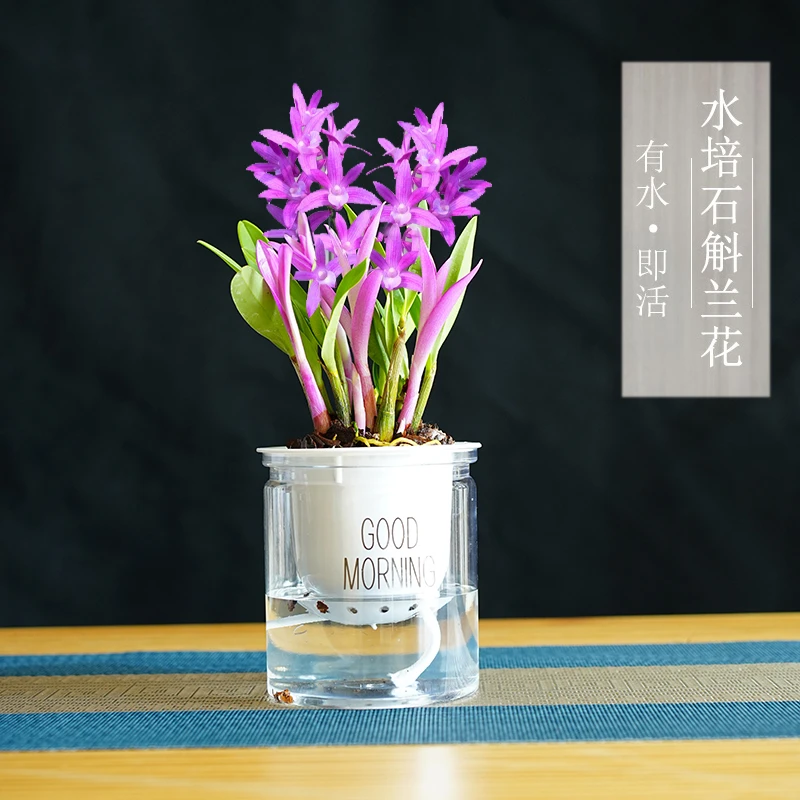 收到不用种花卉绿植七彩泼墨石斛兰盆栽石斛兰苗花卉植物室内绿植