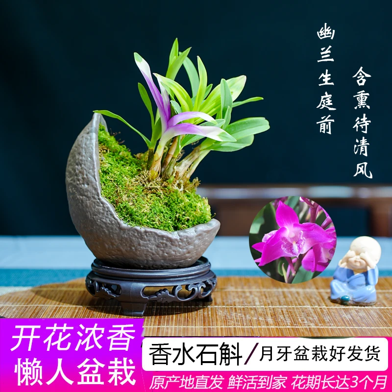 新品七彩香水石斛兰冬带花苞禅意开花浓香室内桌面绿植盆栽花卉