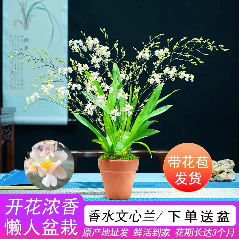 带多花苞香槟粉色浓香梦香文心兰香水室内客厅盆栽办公室净化空气