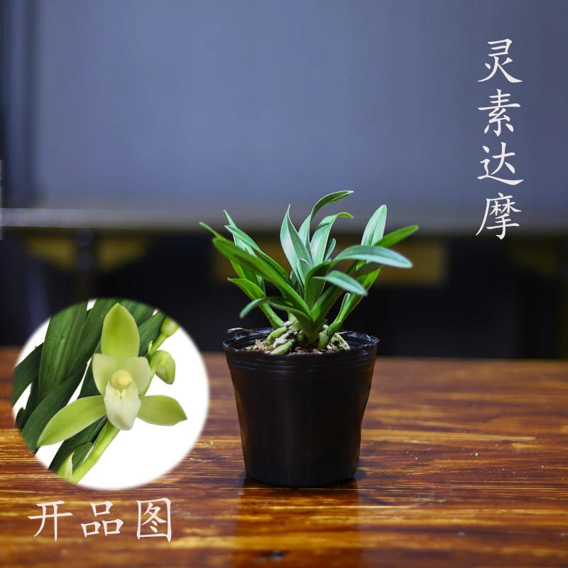 兰花苗福利送室内客厅阳台花卉好养净化空气开花浓香