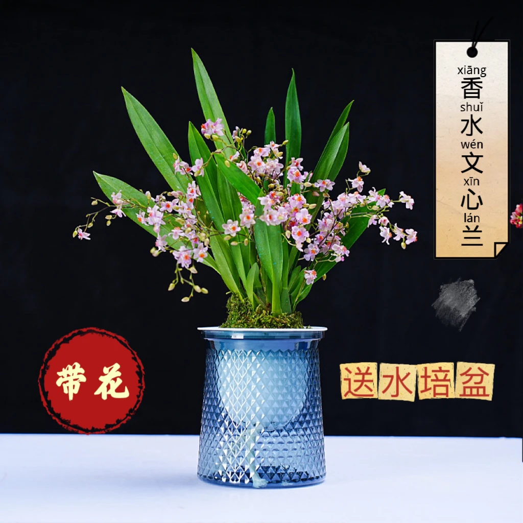 香水文心兰带现花开花浓香型懒人迷你可水培喜庆年宵花室内客厅