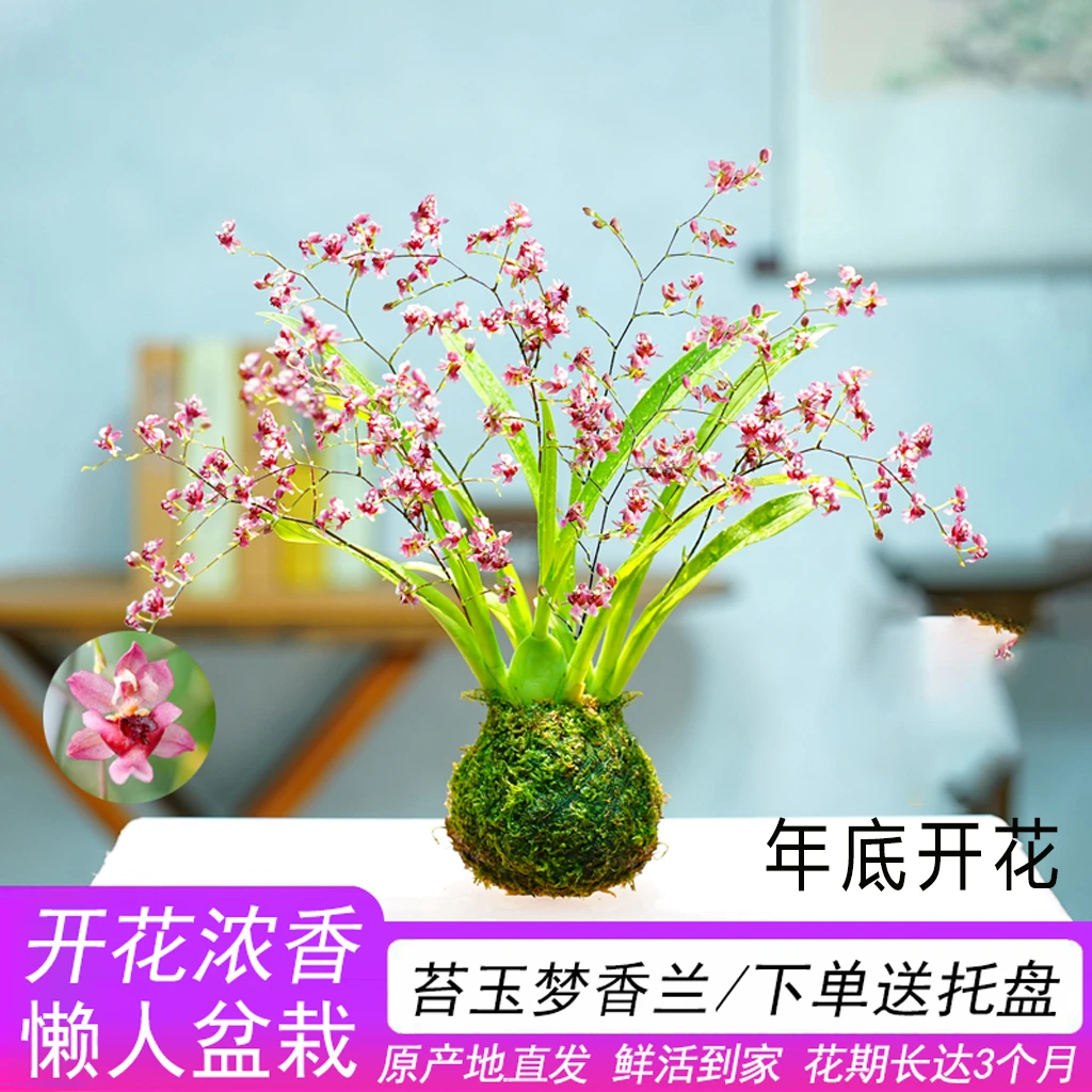 红色浓香梦香文心兰苔藓球室内客厅办公桌花卉懒人可水培冬季开花