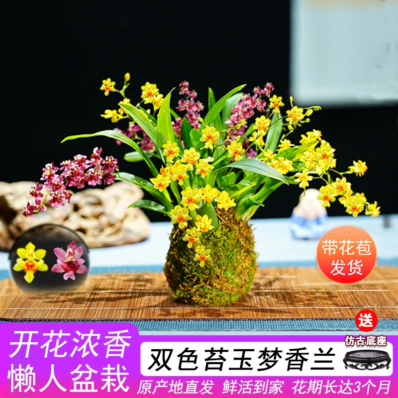 带超多花苞双色梦香文心兰苔藓球开花浓香可水培室内客厅禅意花卉