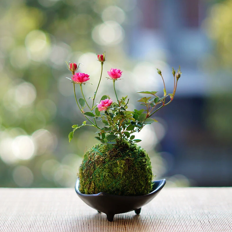 【带花苞常年开花】苔藓球超微月季室内迷你小花卉盆栽绿植
