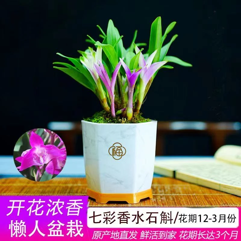 七彩香水石斛兰懒人高档绿植物冬带花苞浓香办公室内盆栽客厅摆放