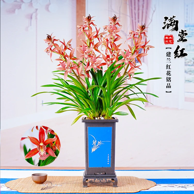 墨兰大花香水香兰花苗开花浓香室内绿植物盆栽好养易活冬季带花苞