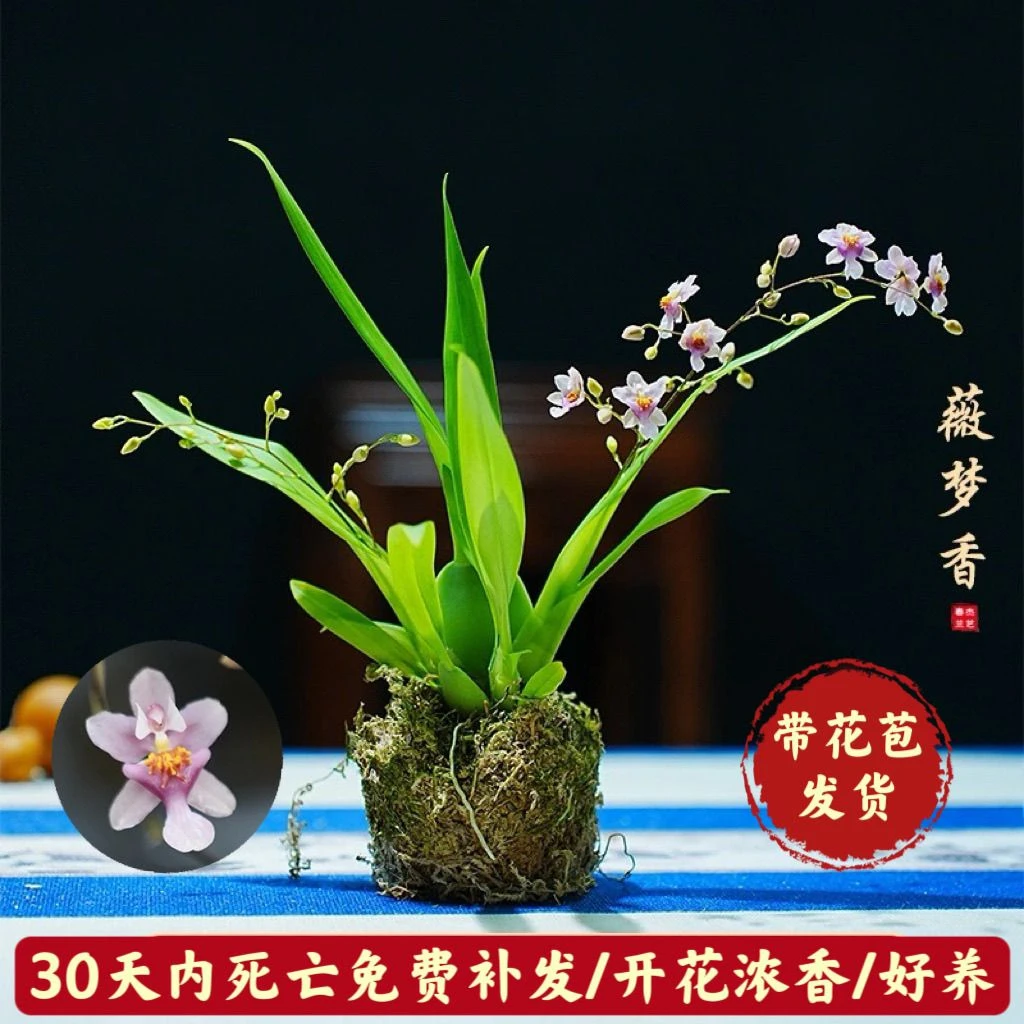 带花苞新品粉色薇梦香兰文心兰迷你卧室客厅净化空气开花浓香型花
