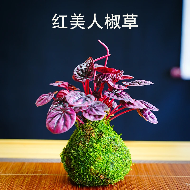 红宝石红美人皱叶椒草盆栽绿植物玉美人室内耐阴红叶净化空气植物