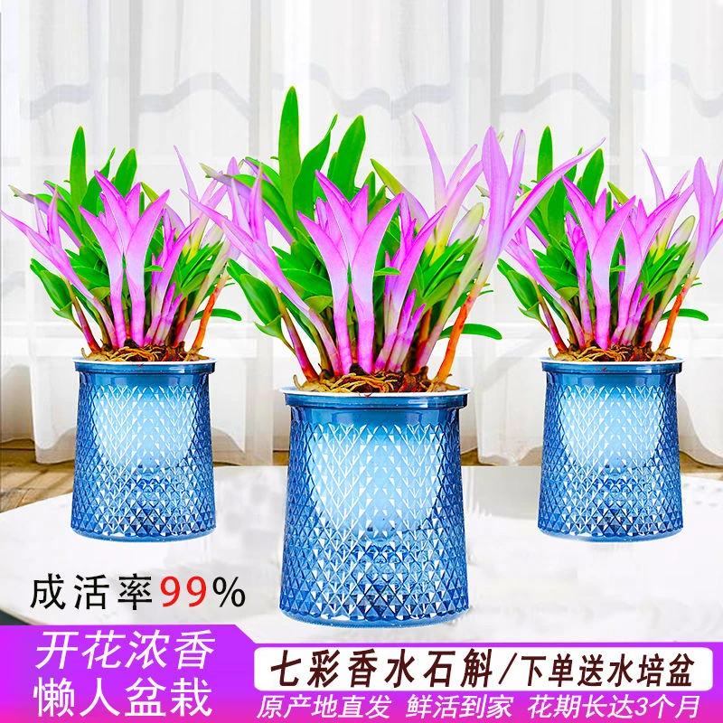 新品七彩石斛兰懒人水培桌面浓香型绿植花卉冬季开花紫色净化空气