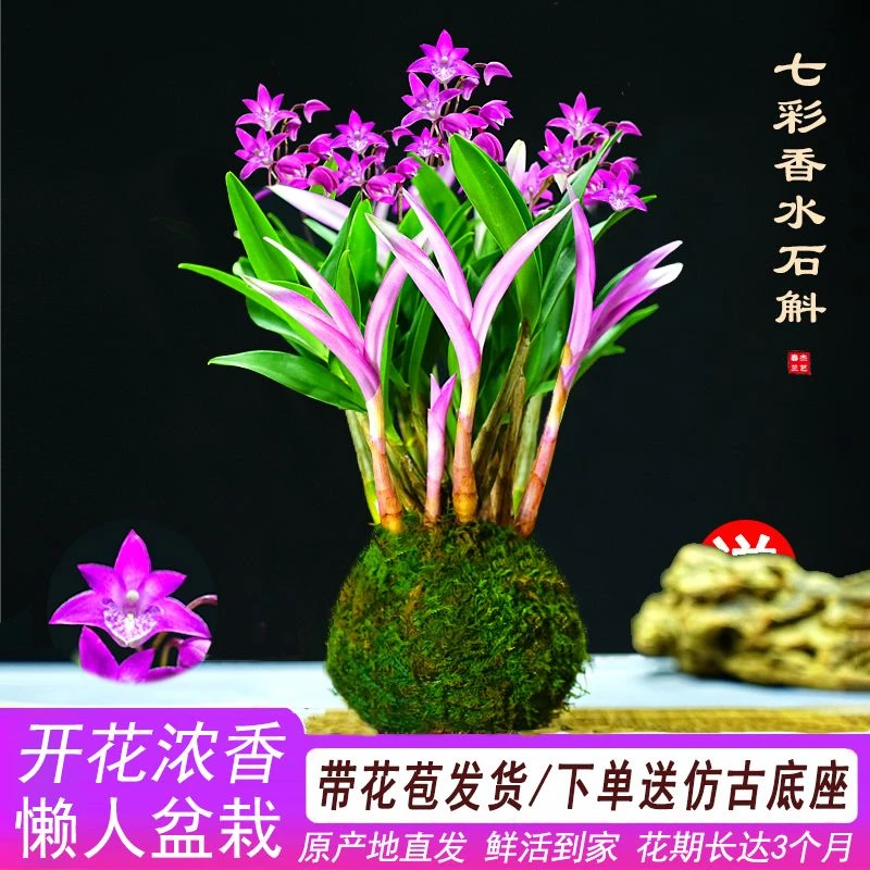 带花苞七彩石斛兰香水味四季好养开花浓香懒人桌面绿植年宵花卉