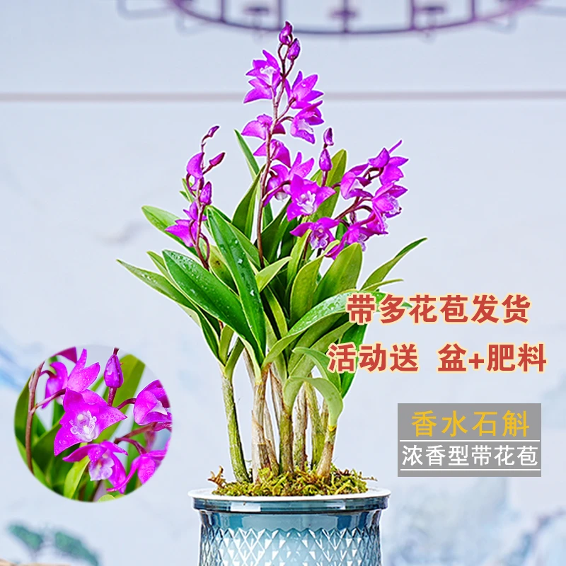 [春节开花 七彩香水石斛兰】浓香型花卉 绿植室内盆栽带花苞兰花