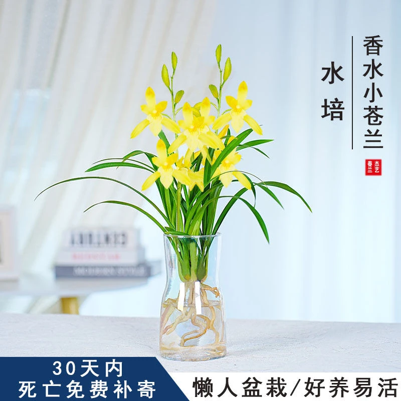 新品水培香水兰花苗黄色花室内浓香型植物冬季带花苞驱蚊净化空气