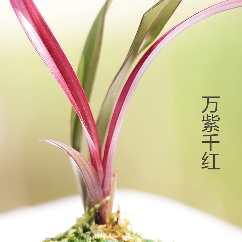 红草红花荷迷你网红名贵兰花苗带土发货室内客厅茶几好养练手花卉