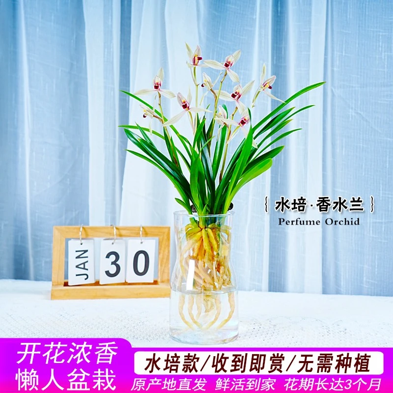 水培香水小苍兰兰花苗室内植物浓香四季建花卉耐寒植物冬季带花苞