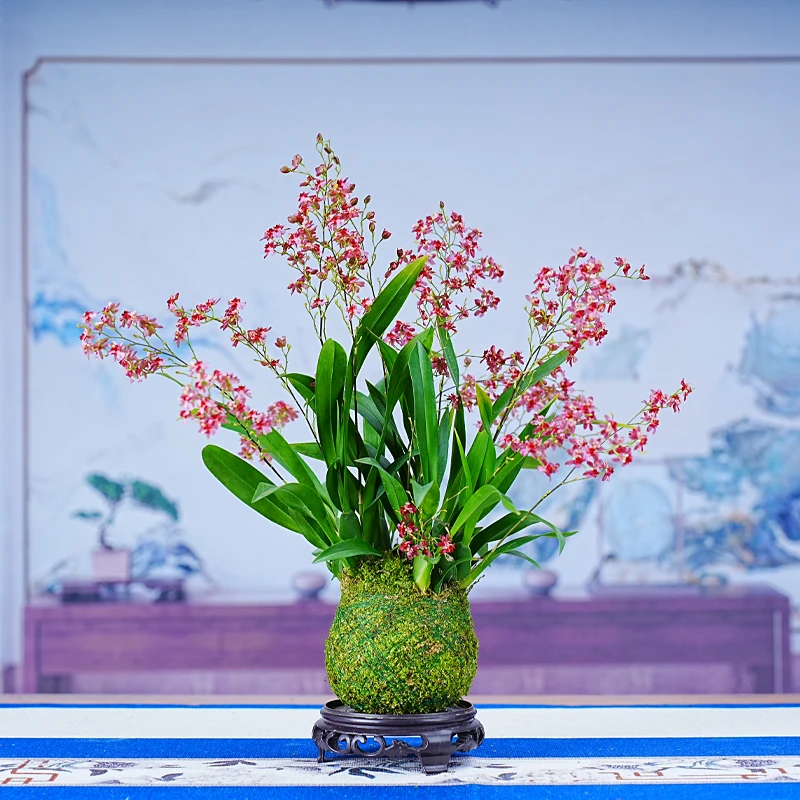 6支花浓香型带花苞红色粉梦香水文心兰苔藓球喜庆年宵花室内客厅