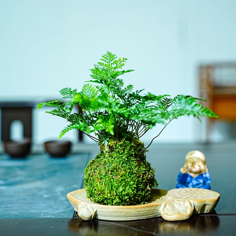 狼尾蕨苔藓球可水培植物室内禅意造景净化空气吸甲醛防辐射办公室