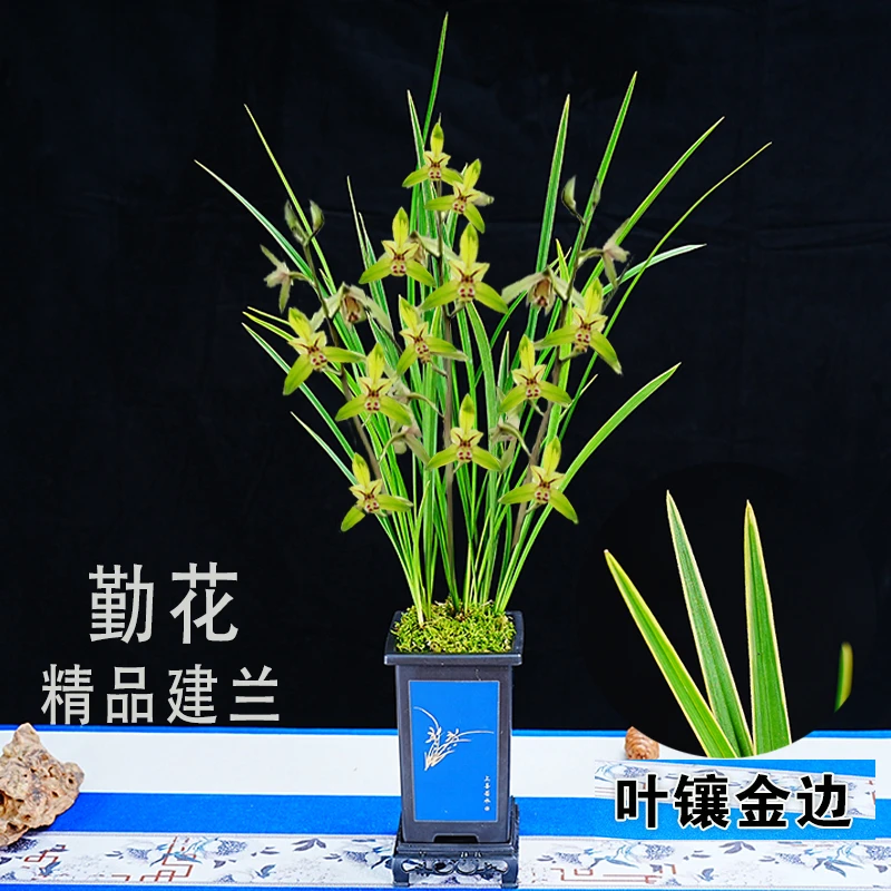 【铁骨金将军】精品剑兰金边四季兰开花机器直立叶室内好养禅意花卉