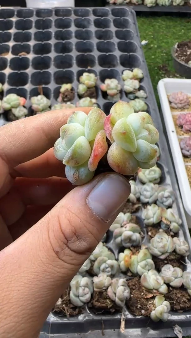 【闪购商品】021号冰玉系列优选 2颗