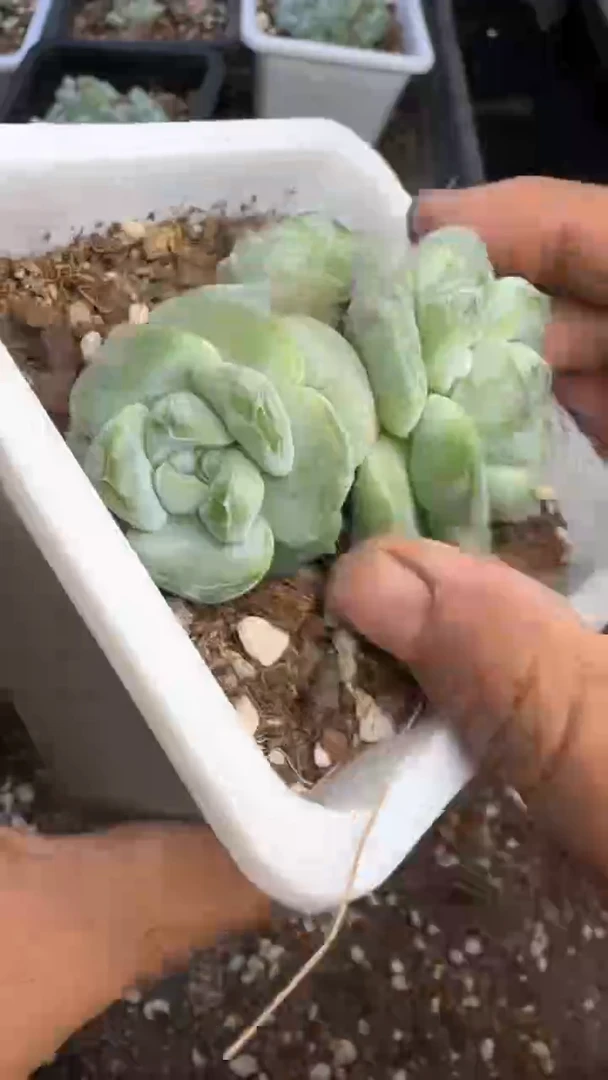 【闪购商品】198号1颗 江北19.9包邮