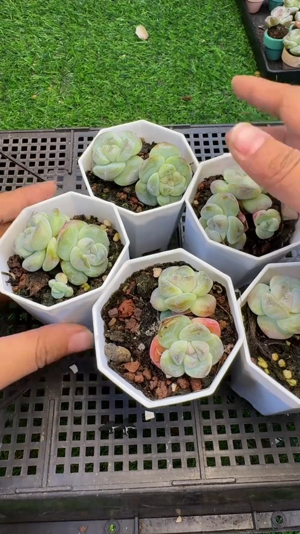 【闪购商品】A42号双头黑钻三颗（满18包邮）