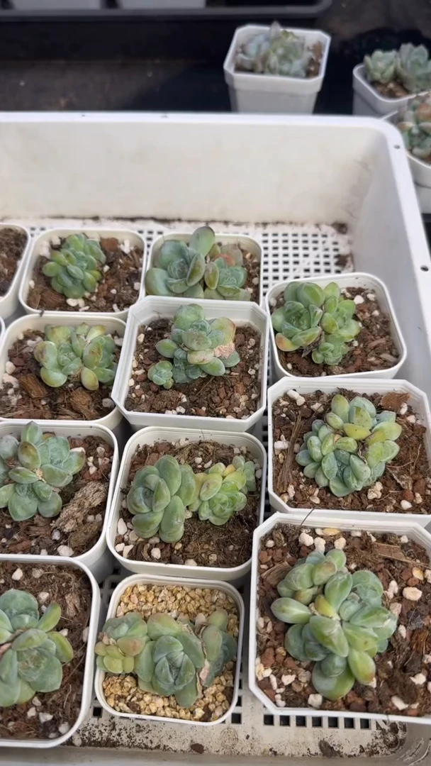 【闪购商品】219号2颗 江北19.9包邮