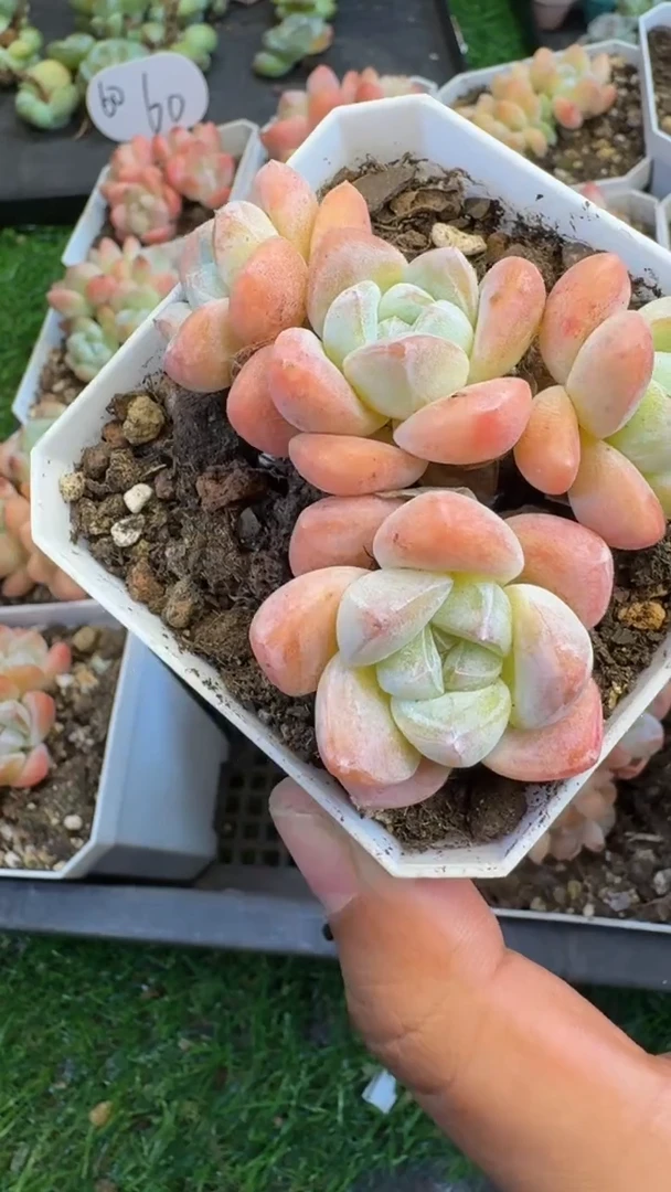 【闪购商品】60号果冻冰玉（满18包邮）