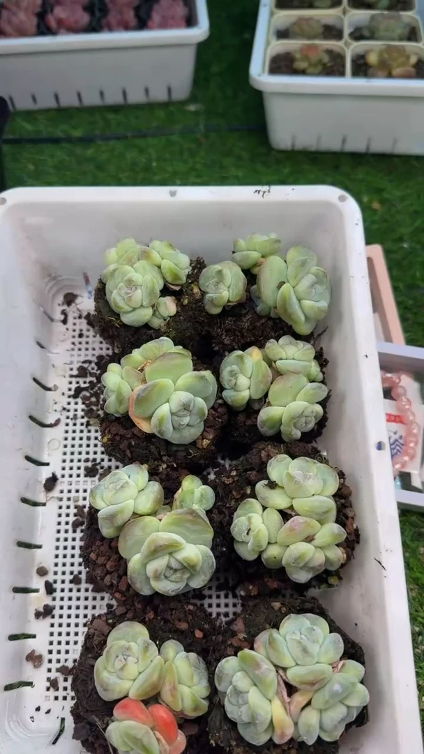 【闪购商品】A38号多头冰玉混发（满18包邮）