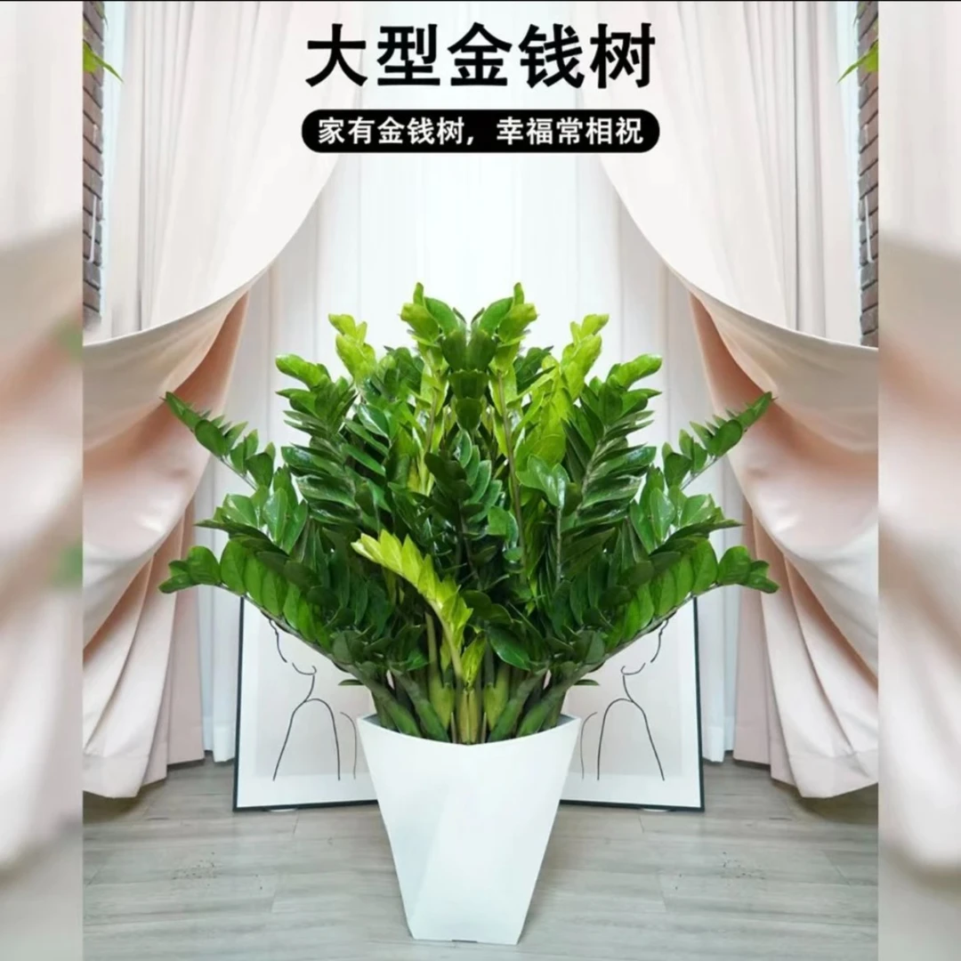 【苏阁】金钱树带盆1-1.1米移动花盆净化空气四季常青室内客厅阳台