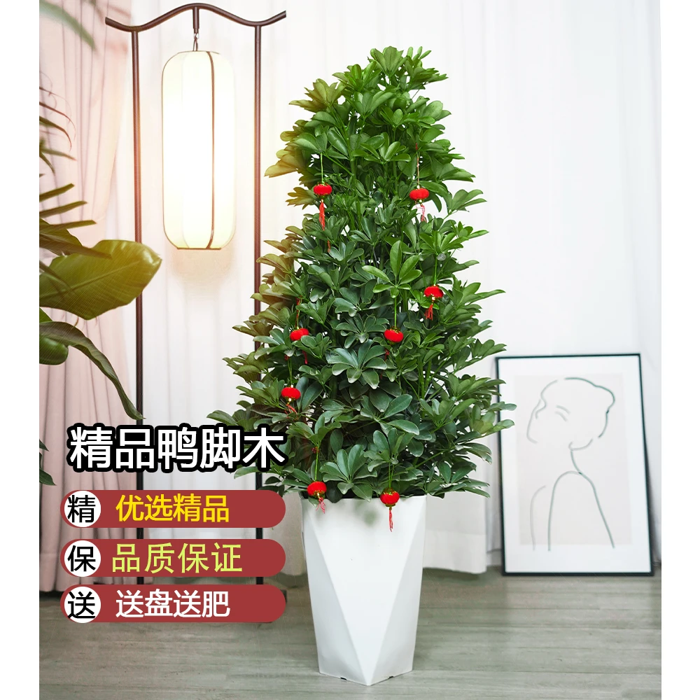 【苏阁】鸭脚木1.1米-1.2米盆栽绿植鸭掌木四季常青八方来财七叶莲