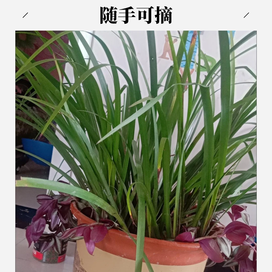 贵州山奈 五香草 随手香 香草盆栽