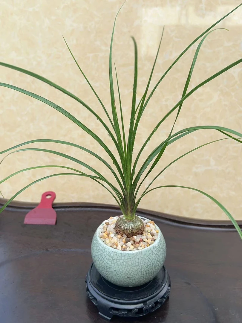 【酒瓶兰】盆栽办公室桌面花卉耐阴好养绿植净化空气耐旱室内植物