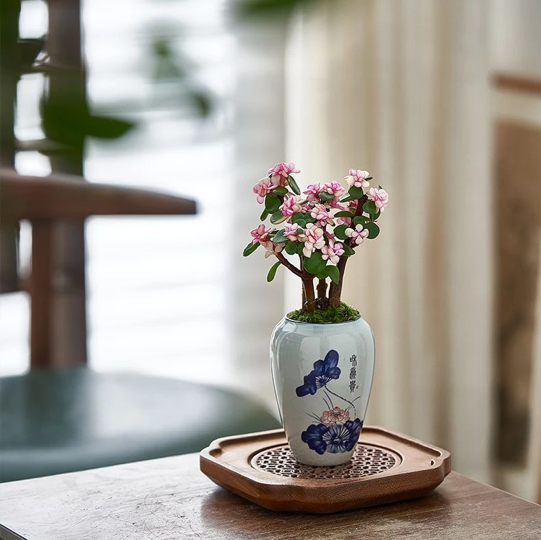 金枝玉叶带盆带土多肉植物组合盆栽植物金枝玉叶绿植盆景花卉盆栽