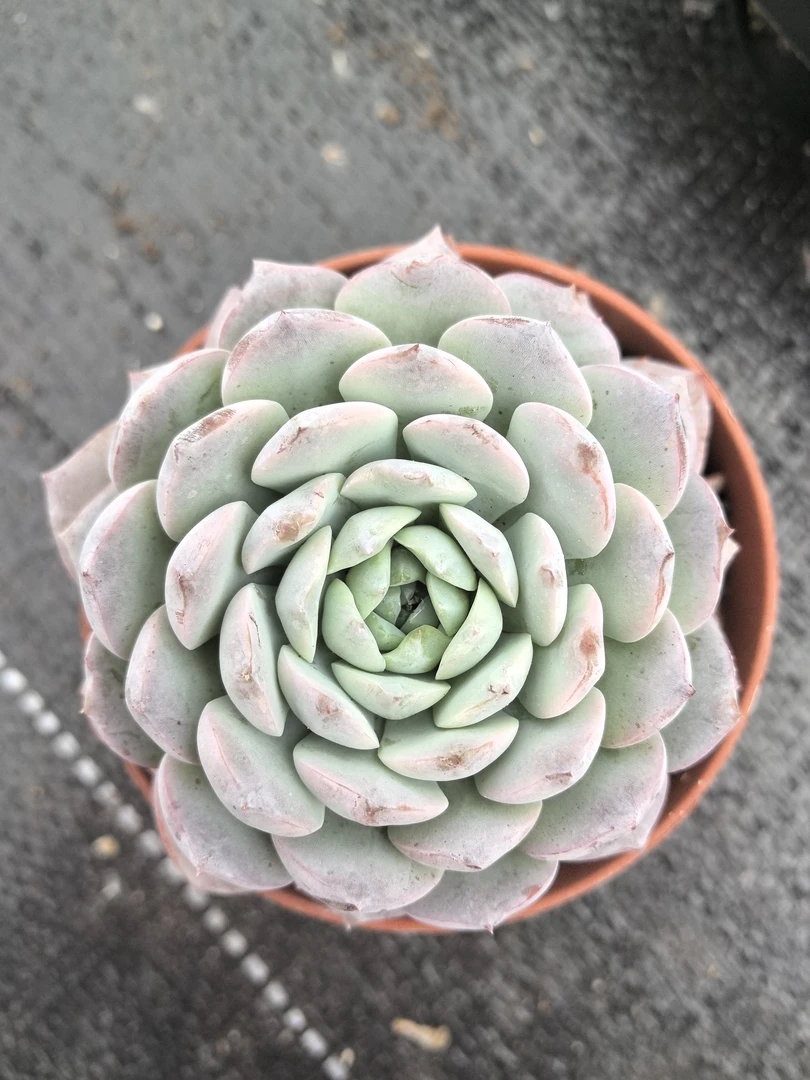 多肉纯爱（小老桩单头起发）满15包邮