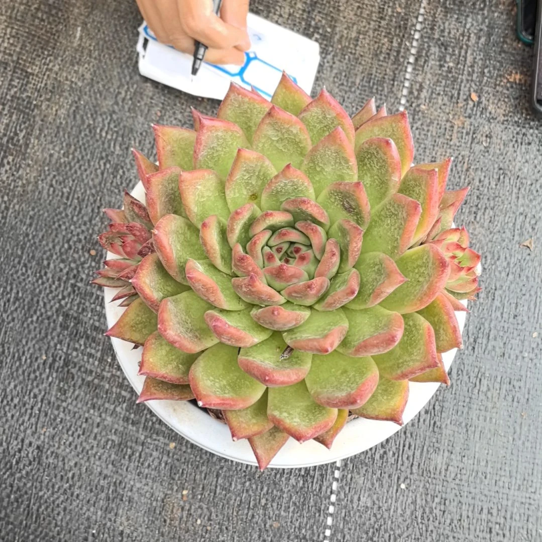 多肉弗兰克爆两小崽