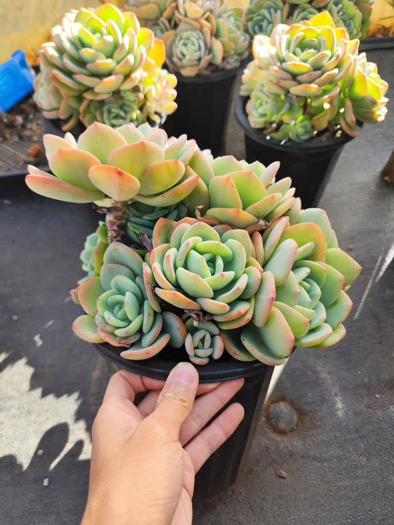 多肉整桩整群无砍白月光