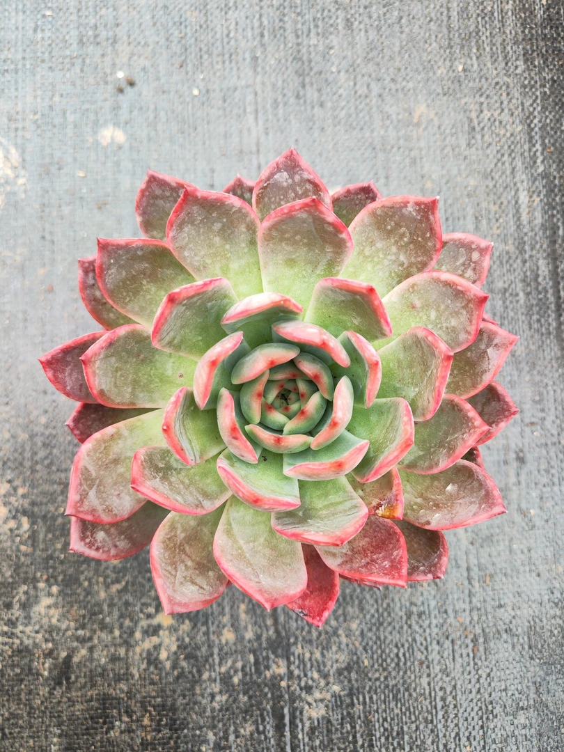 多肉麦当娜（单头起发）满15包邮