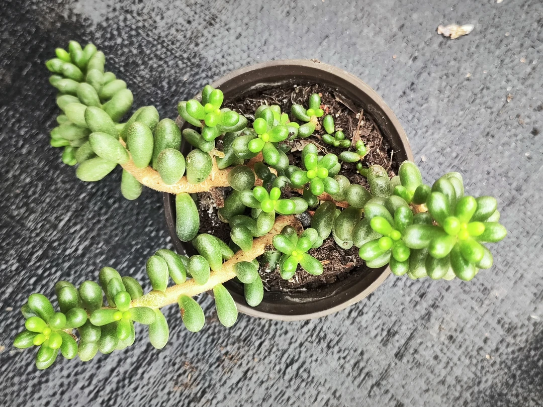 多肉绿龟卵（整桩整群无砍）满15包邮