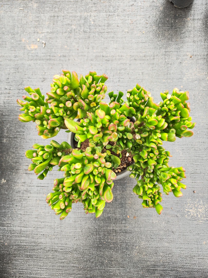 多肉招财猫（整桩整群）