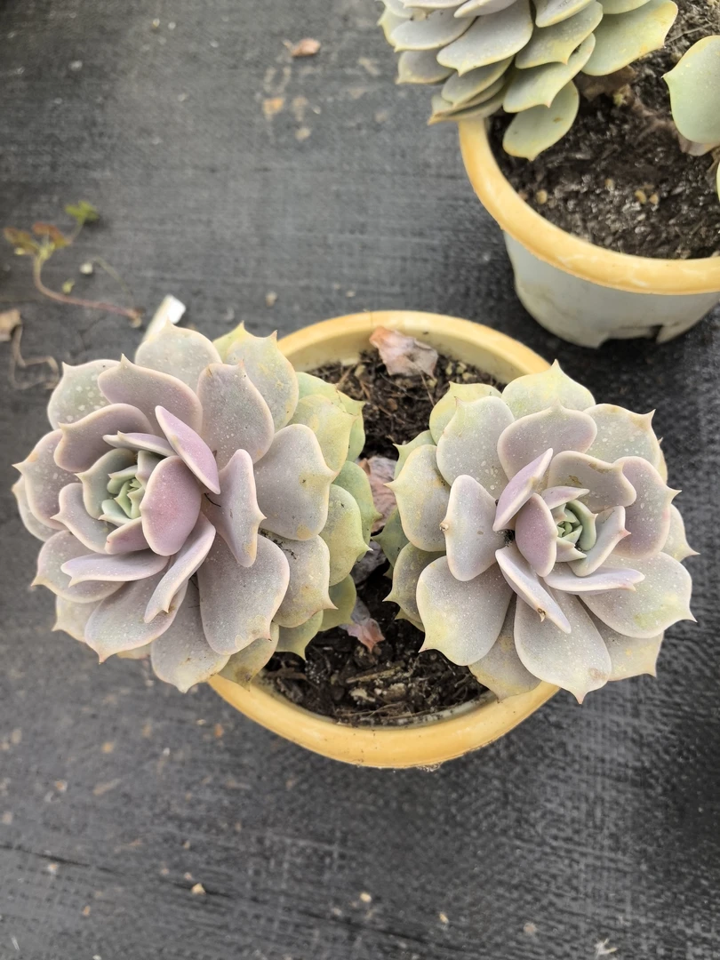 多肉露娜莲（老庄整桩整群无砍）双头起发货