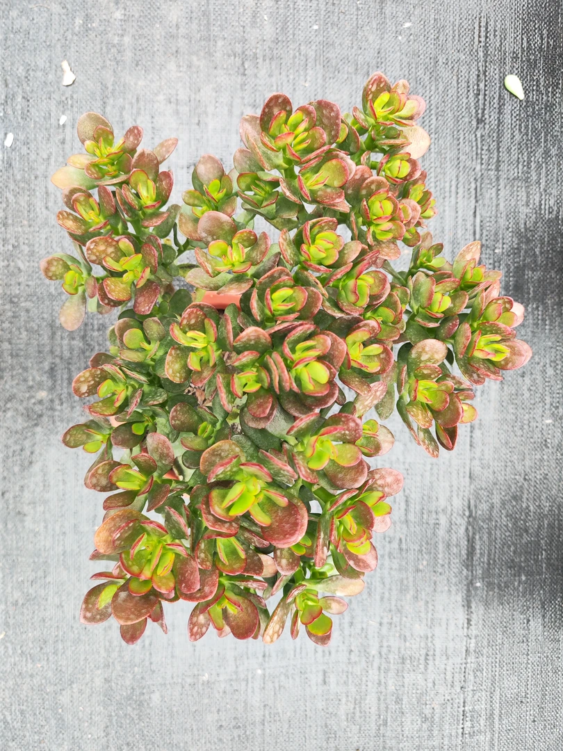 多肉姬红花月（整桩整群无砍老桩）