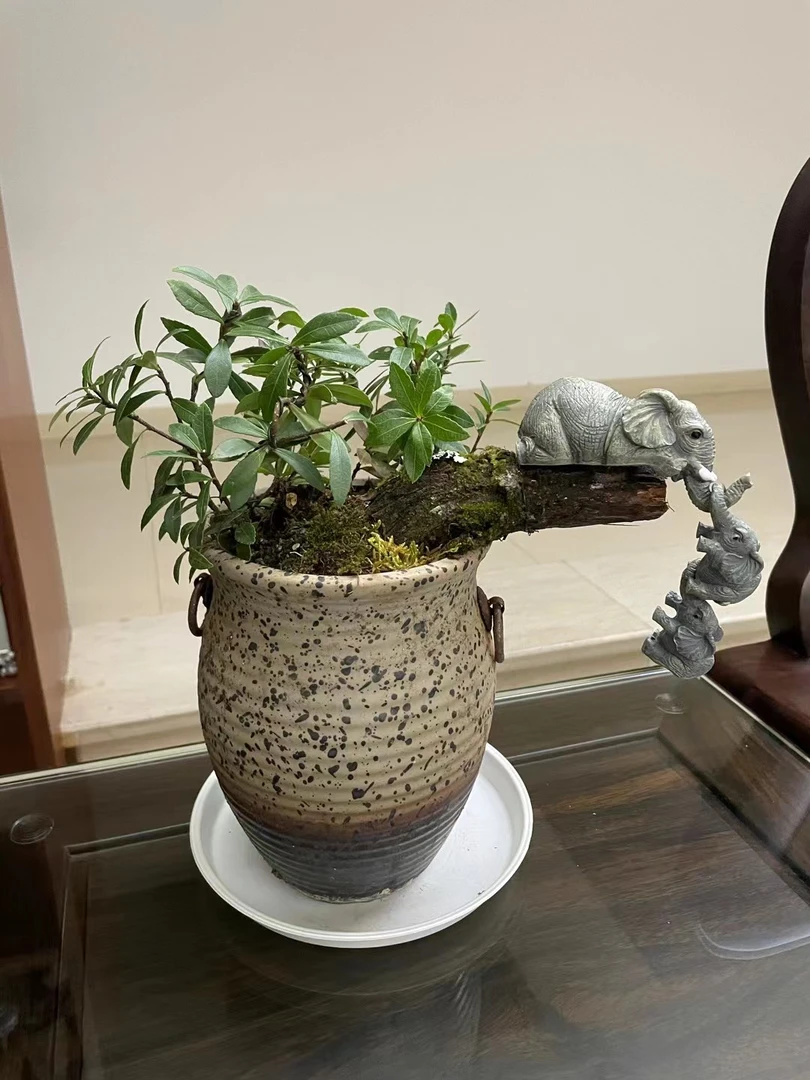 云南石斛花卉绿植一物一拍