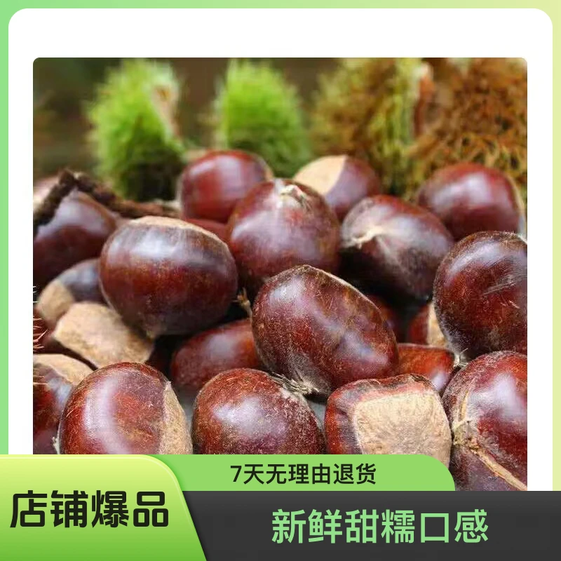 便宜)500g唐山遵化板栗结婚用新鲜甜糯野生栗子油栗小果