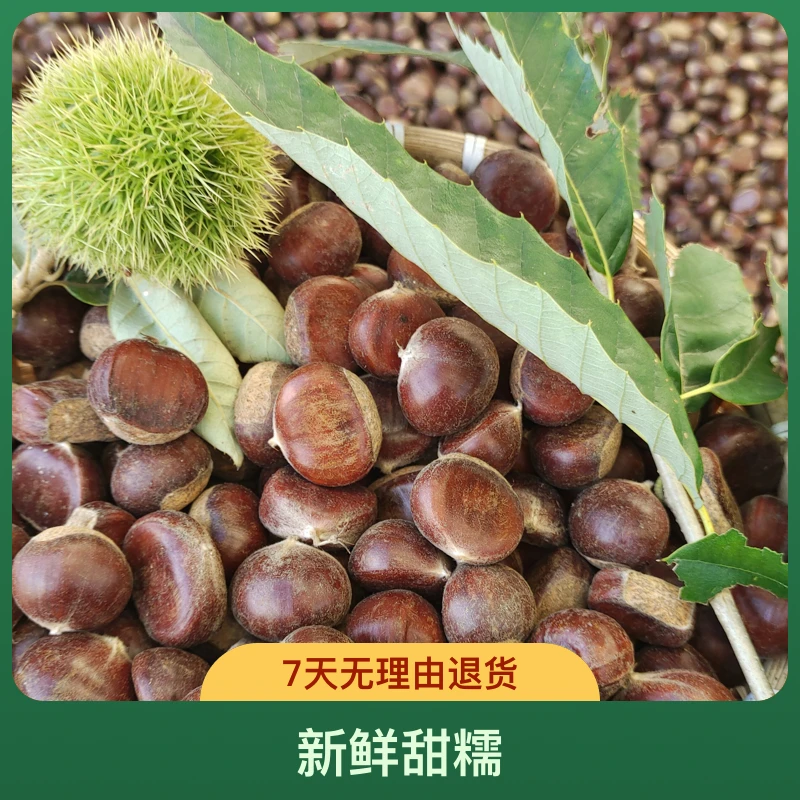 2025新鲜精选燕山遵化板栗新鲜毛栗子野生大油栗易剥皮香甜软糯