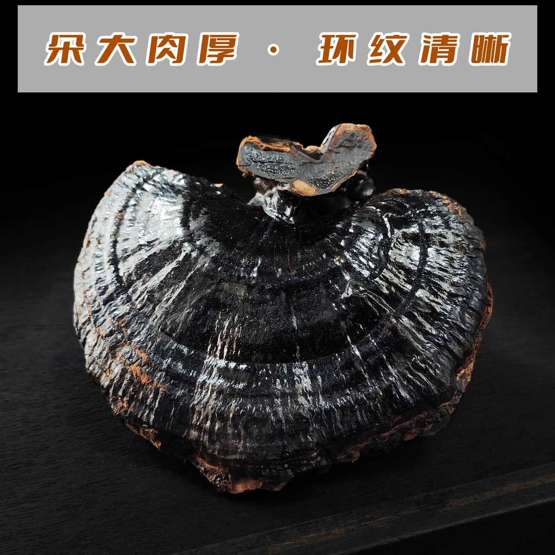 大黑灵芝人工采摘干货品质精选灵芝老友记