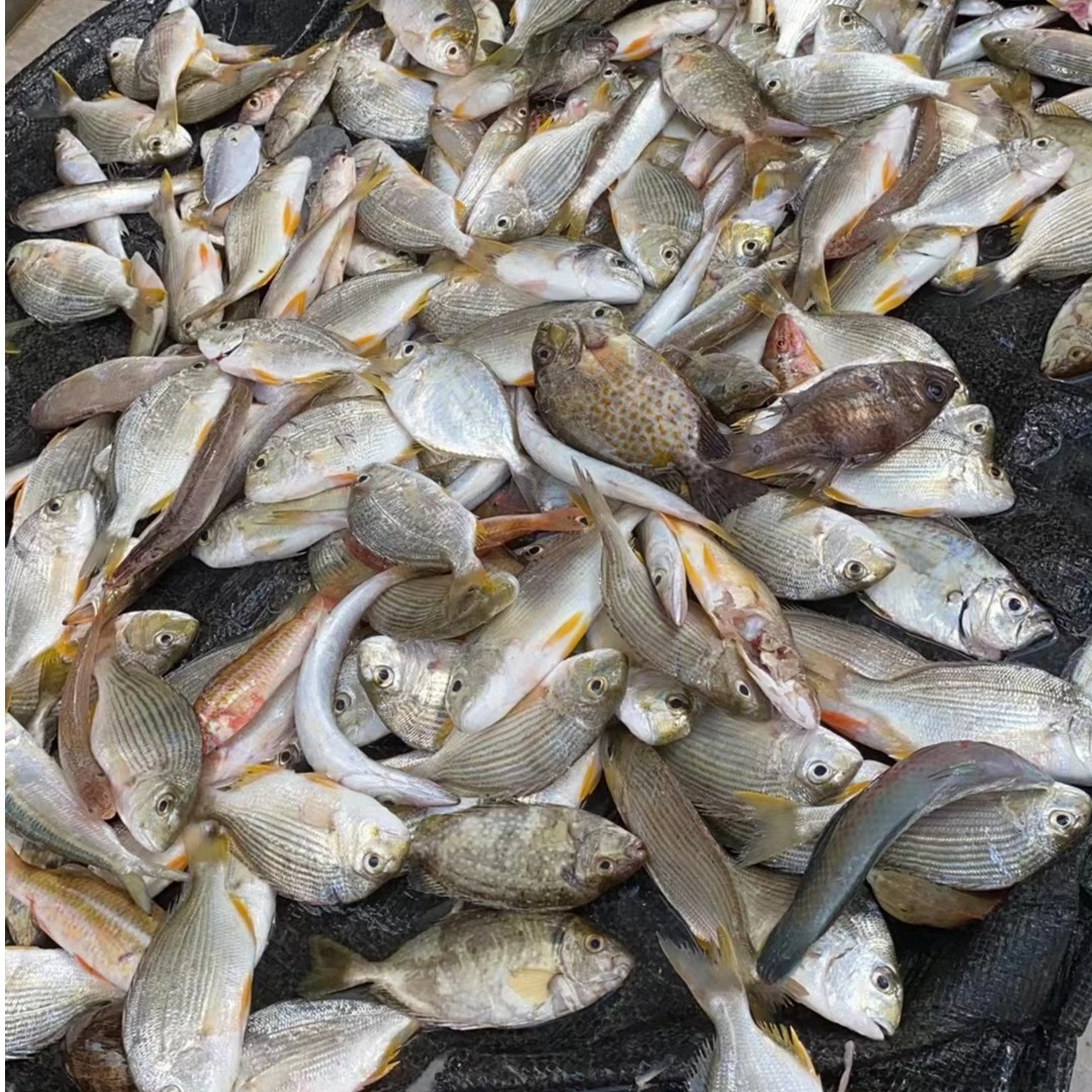 【达子海鲜推荐1】现挑现称各种新鲜杂鱼海虾螃蟹