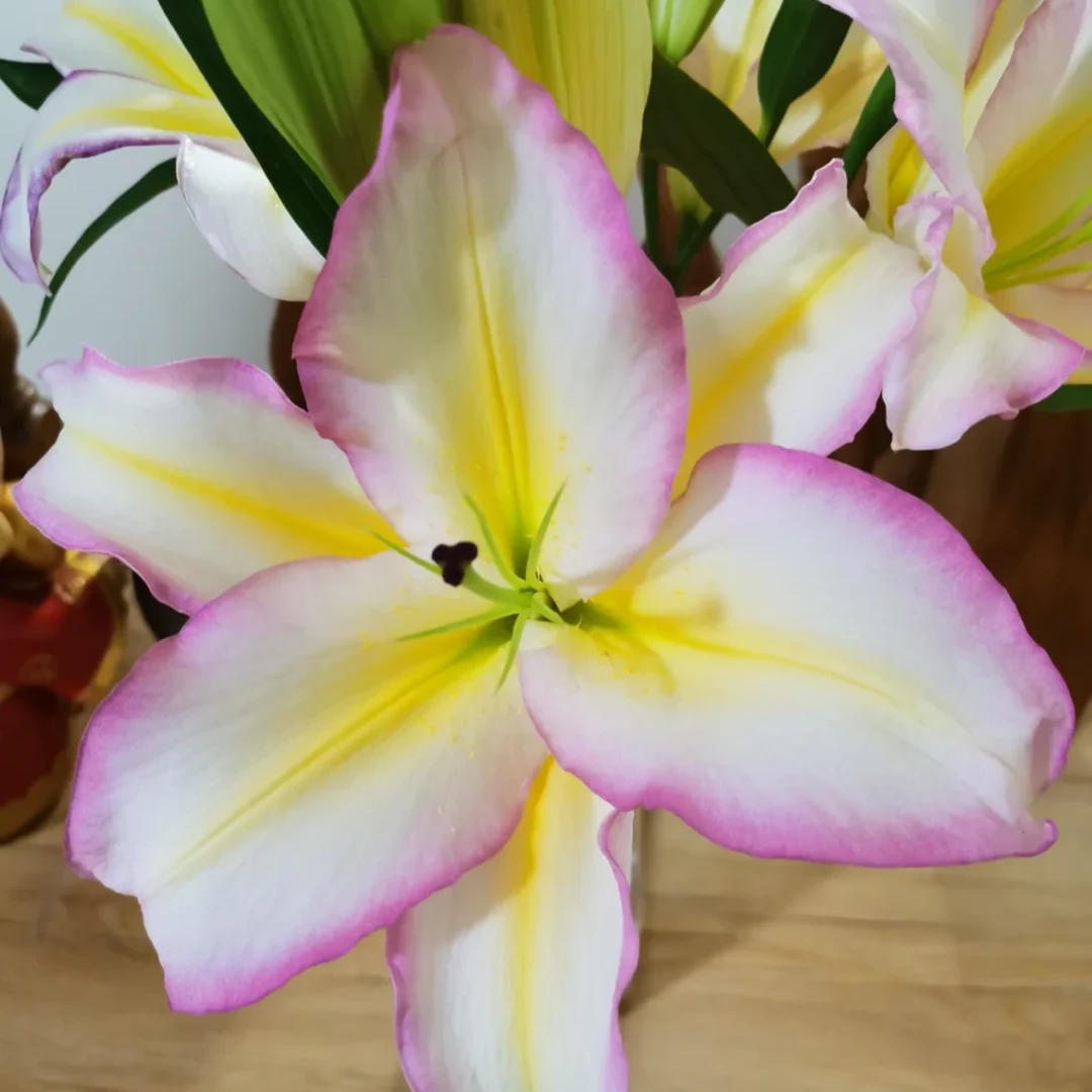 【彩虹】香水百合-任意两单鲜花包邮   发货不支持退款（安涛）