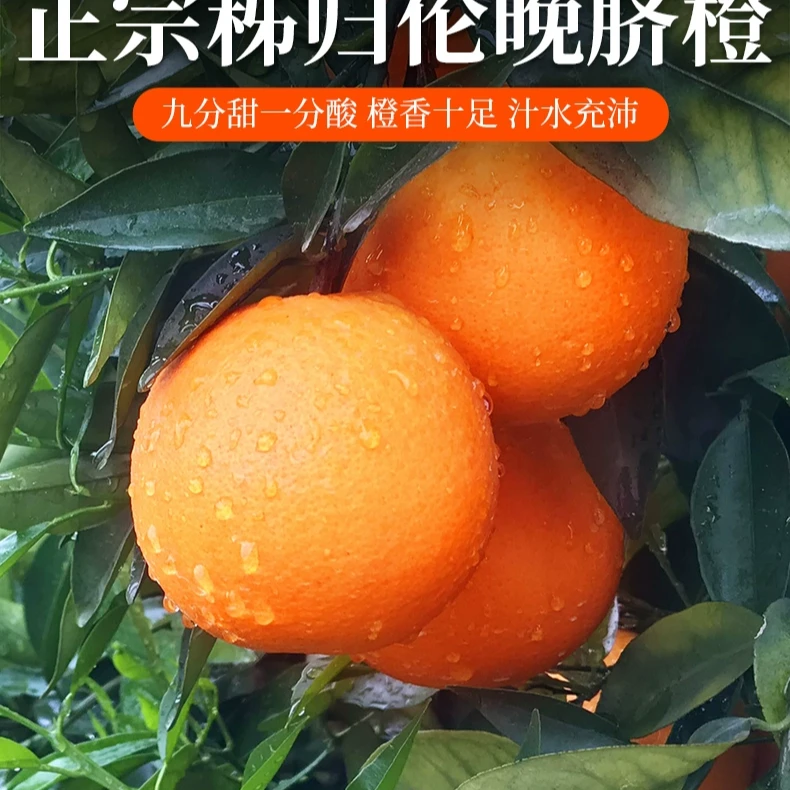 【摆摊】秭归伦晚脐橙水果甜橙子橙子批发专用新鲜维c水果